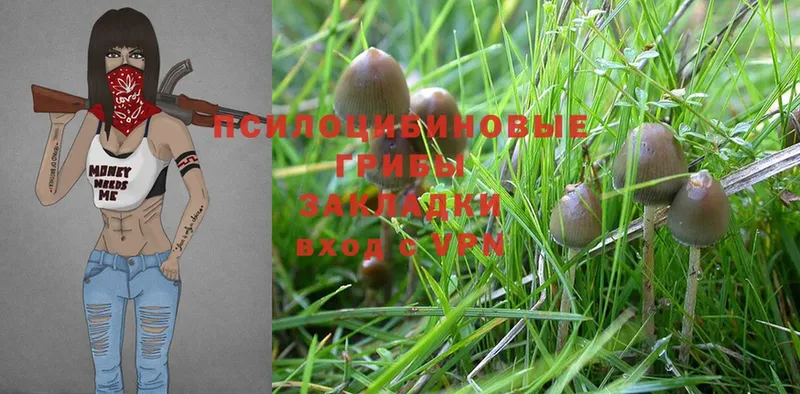 Псилоцибиновые грибы MAGIC MUSHROOMS  закладки  Котельнич 